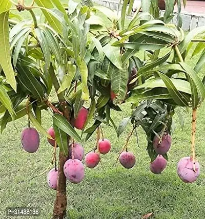 Natural Mango Plant