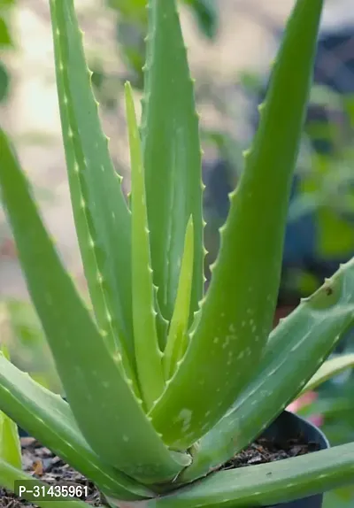 Natural Aloe Vera Plant-thumb0