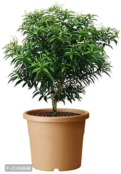 Natural Jasmine Plant With Pot-thumb0