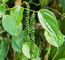 Natural Black Pepper Plant-thumb2