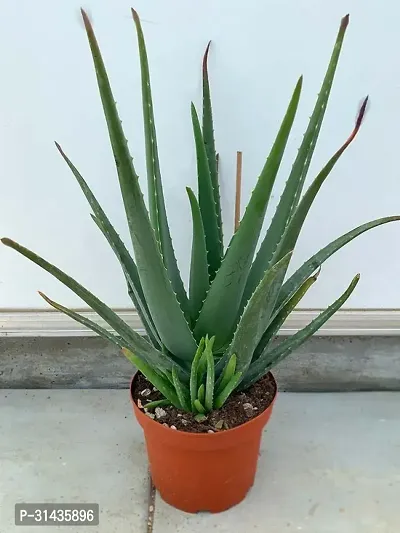 Natural Aloe Vera Plant-thumb2