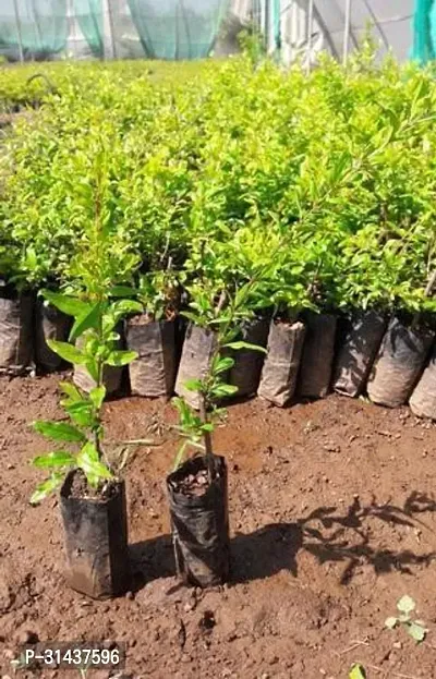 Natural Pomegranate Plant-thumb2