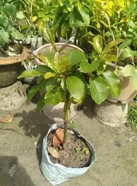 Natural Avocado Plant-thumb2