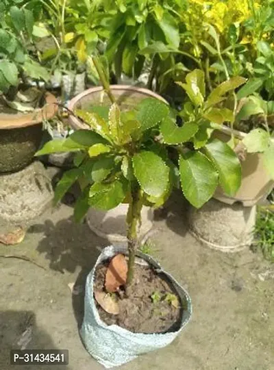 Natural Avocado Plant-thumb3