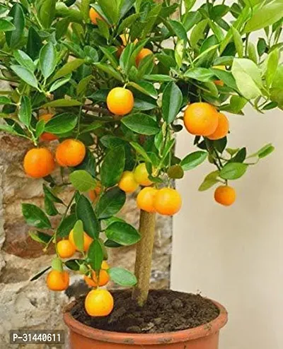 Natural Orange Plant-thumb3