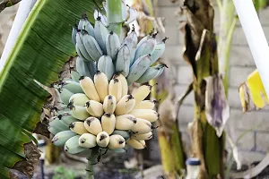 Natural Banana Plant-thumb2