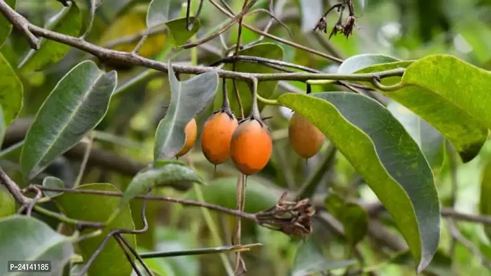 Cherry Fruit Plant