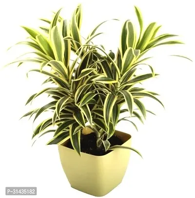 Natural Dracaena Plant-thumb0