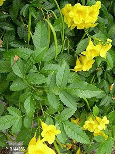 Natural Tecoma Plant