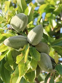 Natural Almond Plant-thumb1