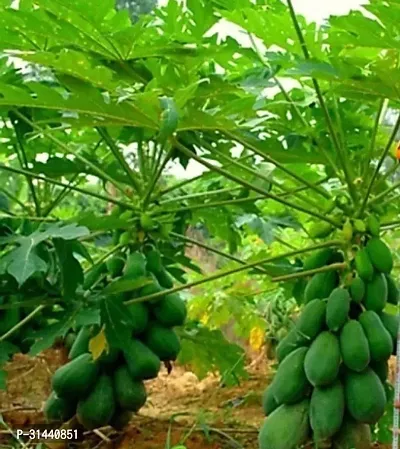 Natural Papaya Plant