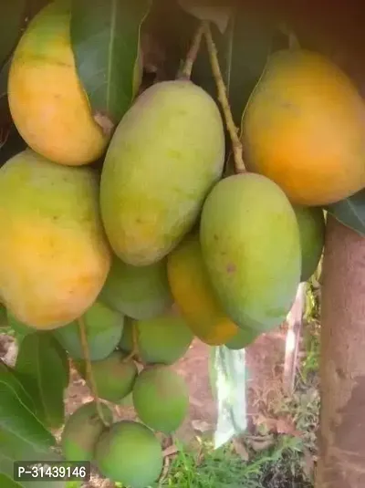 Natural Mango Plant-thumb0