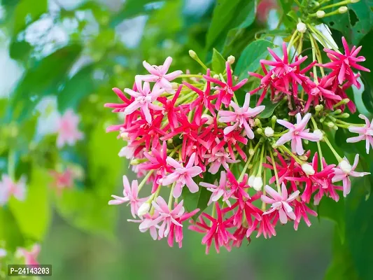 Madhumalti/Rangoon Creeper