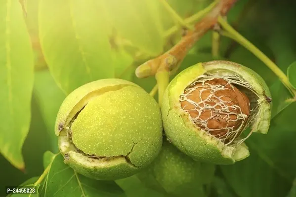 Natural Walnut Plant-thumb4