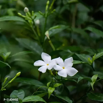 Natural Jasmine Plant-thumb0