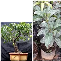 Mango Plant-thumb1