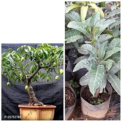 Mango Plant-thumb2