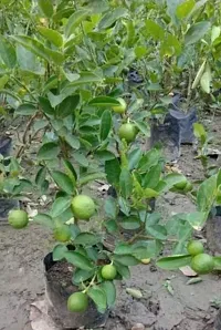 Natural Lemon Plant-thumb2