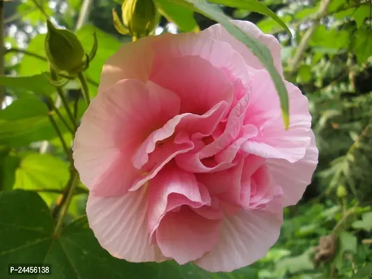 Natural Lotus Plant-thumb0