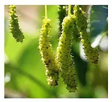 Natural Shahtoot/Mulberry Plant-thumb4