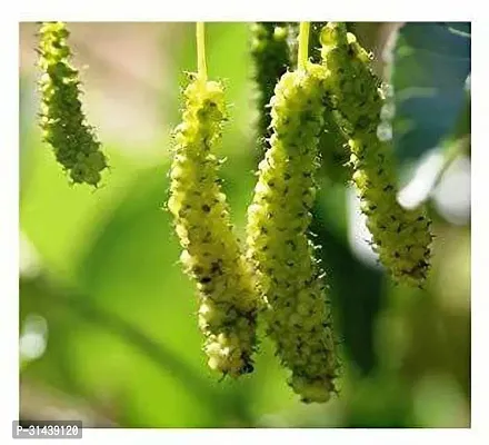 Natural Shahtoot/Mulberry Plant-thumb5