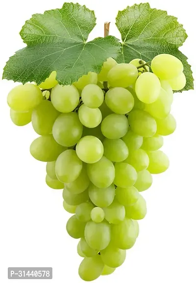 Natural Grapes Plant-thumb0