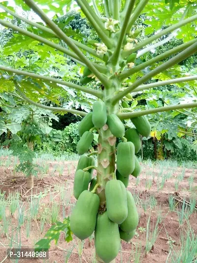 Natural Papaya Plant