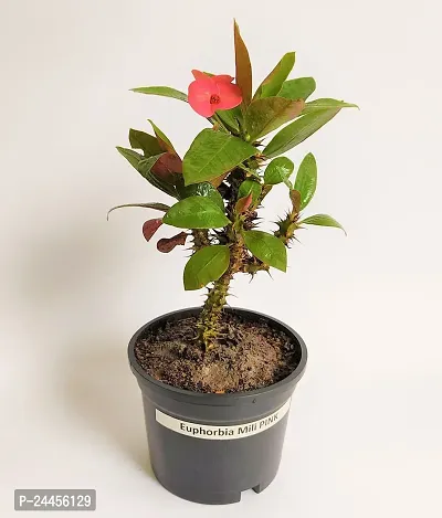 Natural Euphorbia Plant