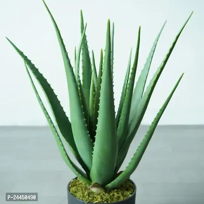 Natural Aloe Vera Plant