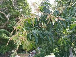 Natural Mango Plant-thumb2