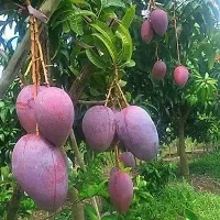 Natural Mango Plant-thumb2