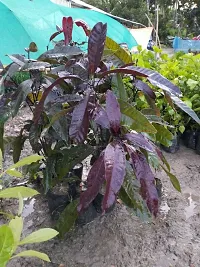 Natural Mango Plant-thumb4