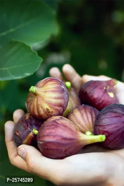 Gular/Cluster Fig Plant-thumb2