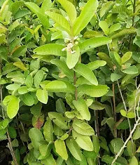 Natural Guava Plant-thumb1