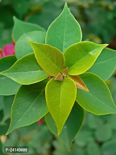 Bougainvillea Plant