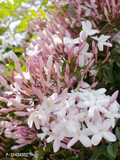 Natural Jasmine Plant-thumb0