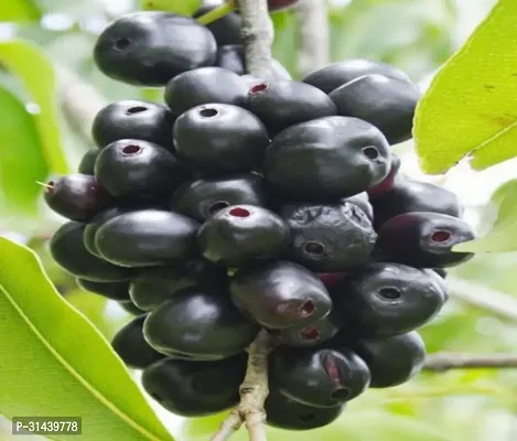 Natural Jamun Plant-thumb0