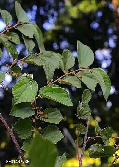 Natural Berry Plant-thumb0