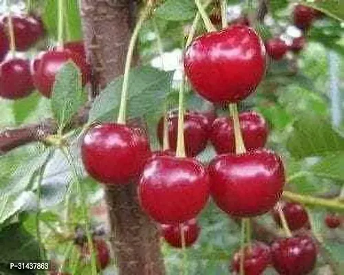 Natural Cherry Fruit Plant-thumb0