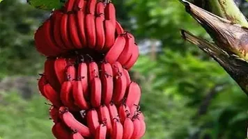 Natural Banana Plant-thumb1