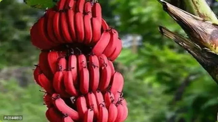 Natural Banana Plant-thumb2