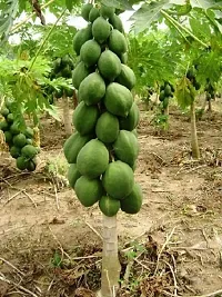 Natural Papaya Plant-thumb1