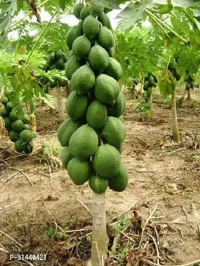 Natural Papaya Plant-thumb2