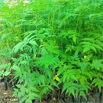 Natural Neem Plant-thumb0