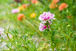 Natural Portulaca Plant-thumb2