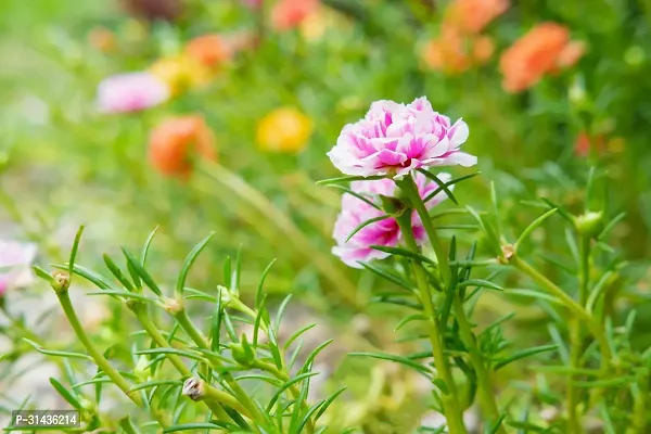 Natural Portulaca Plant-thumb3