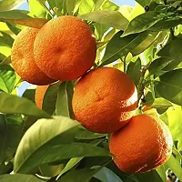 Natural Orange Plant-thumb1