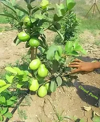 Natural Guava Plant-thumb1