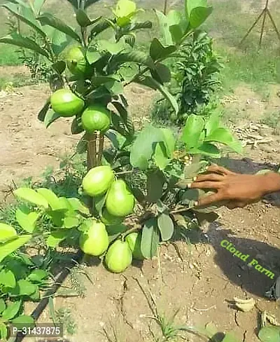 Natural Guava Plant-thumb2