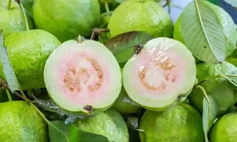 Natural Guava Plant-thumb1